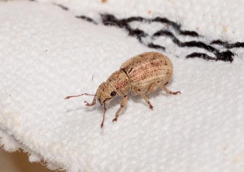 Réf. 278 173 : Strophosoma sp.